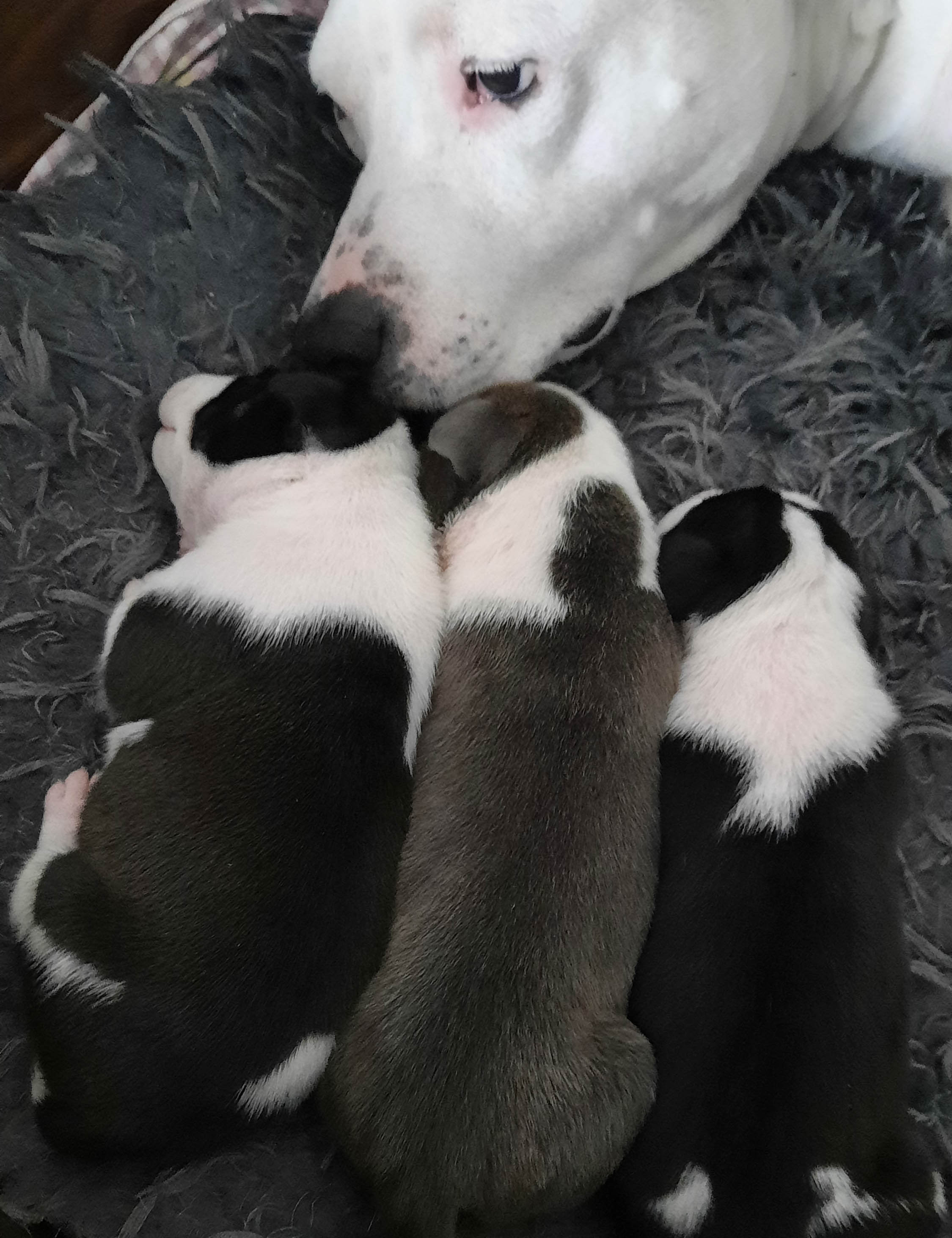 amstaffipentu
