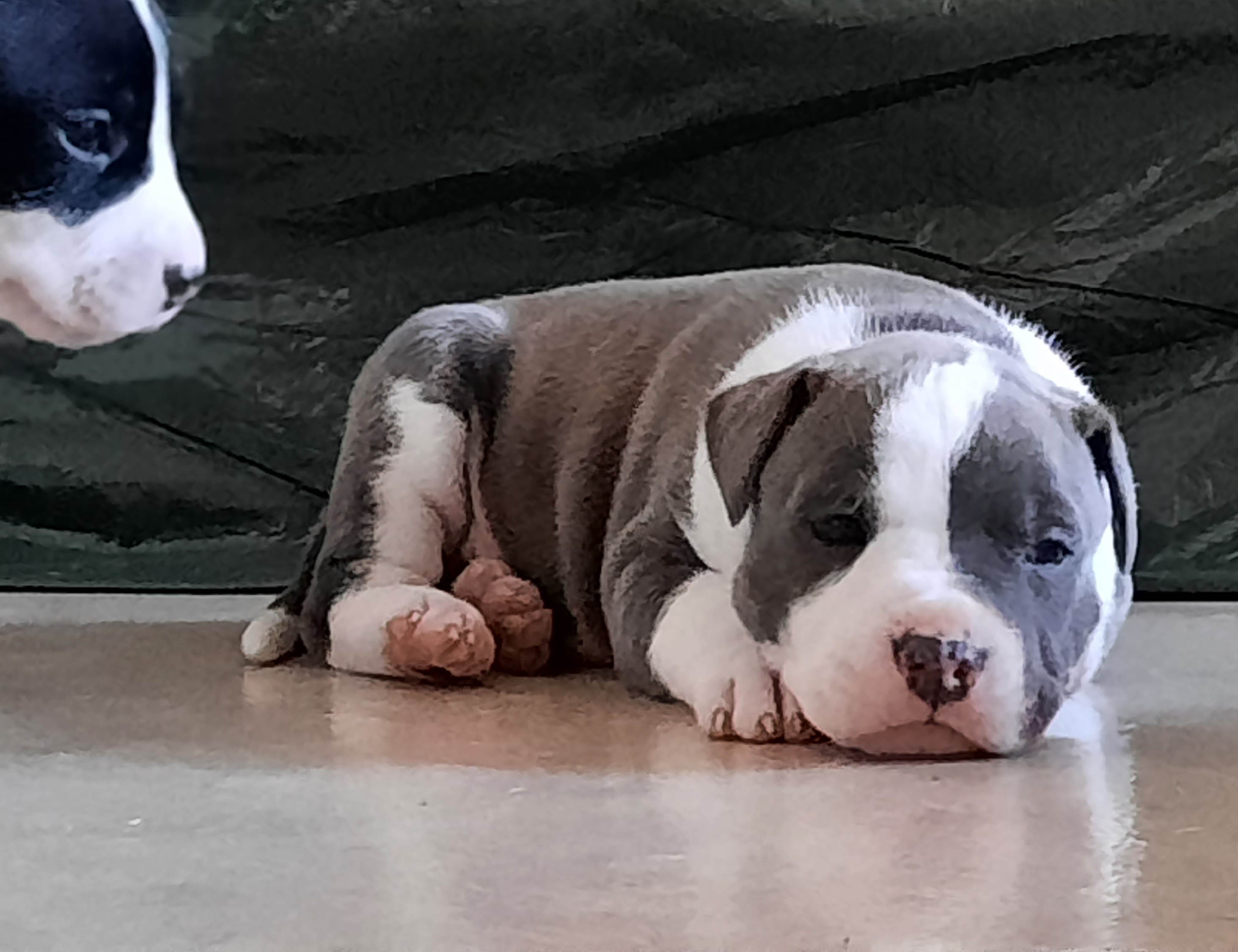 amstaffipentu
