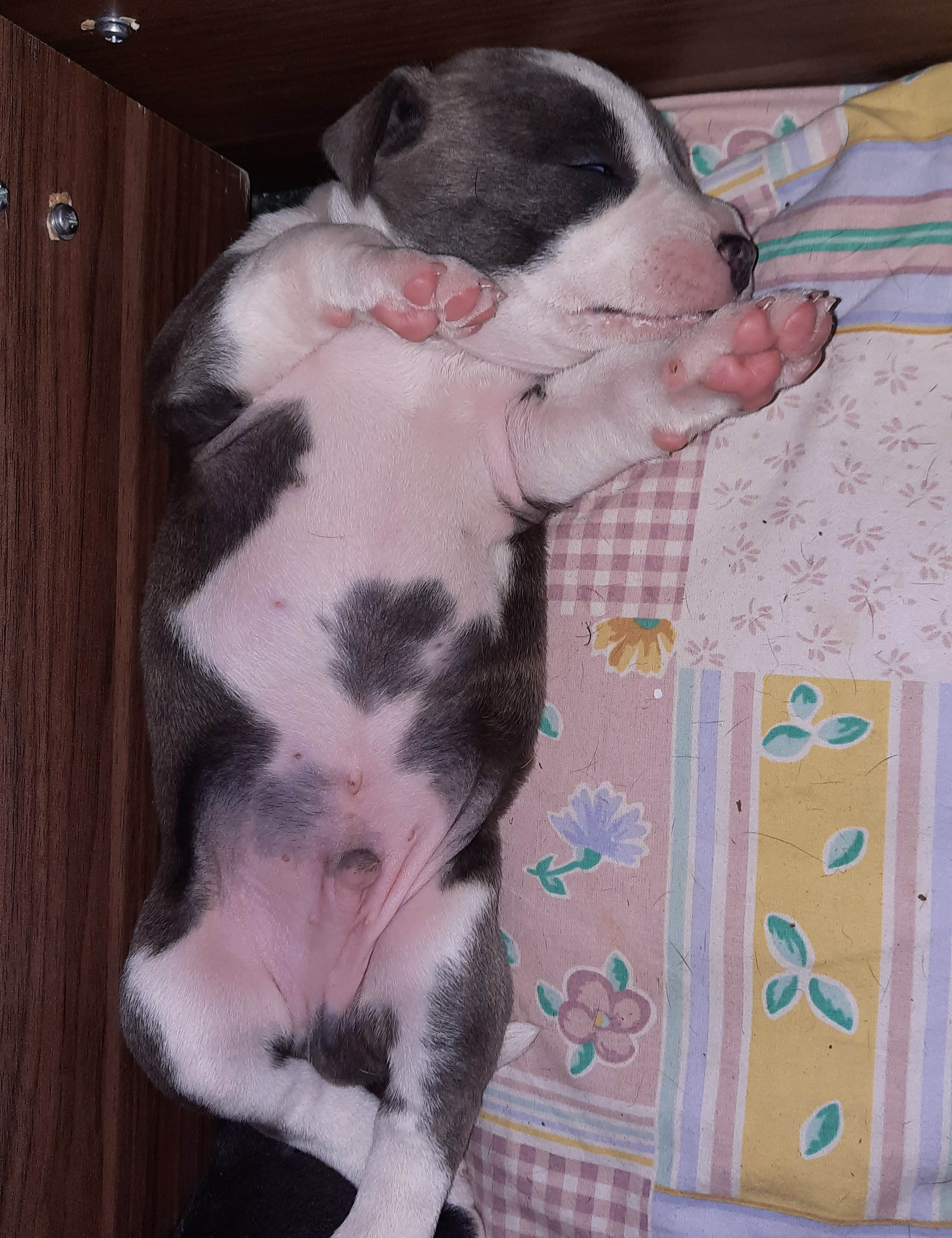 amstaffipentu