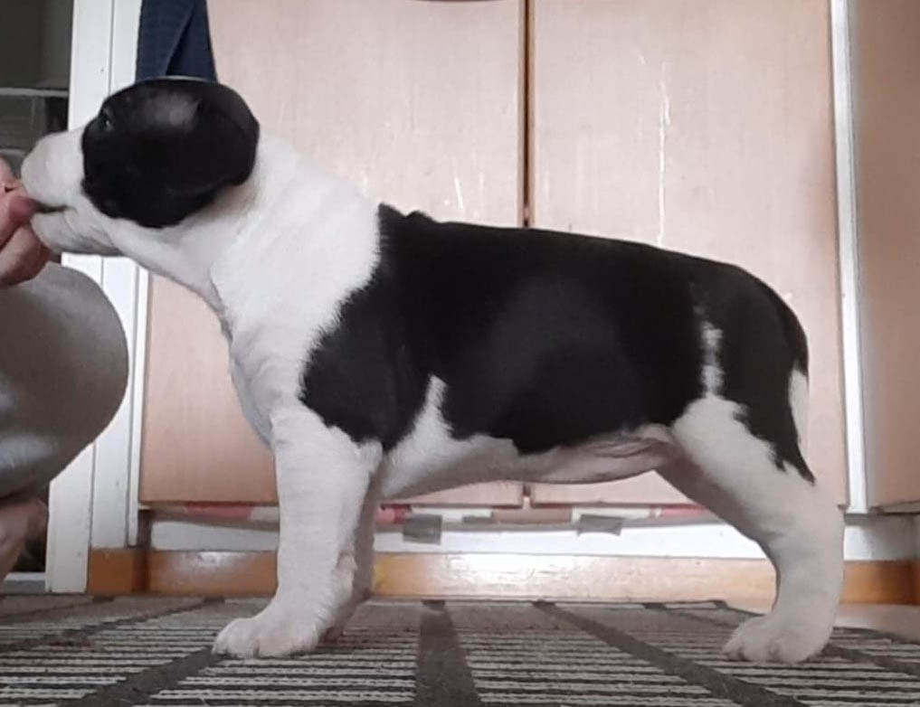 amstaffipentu