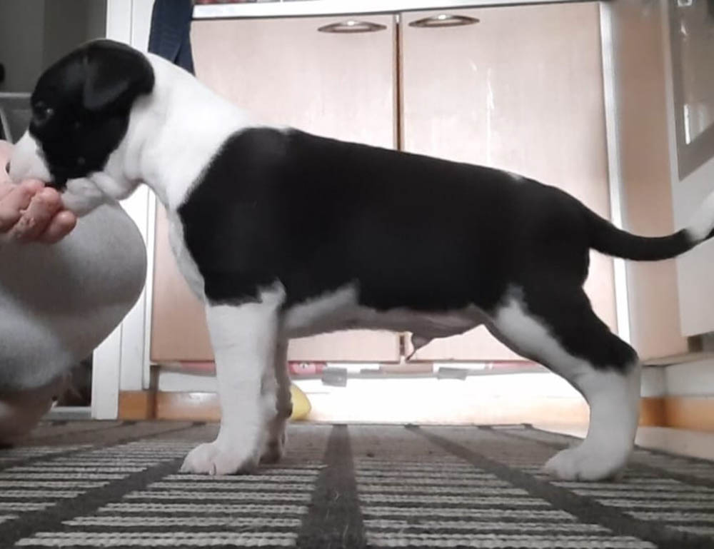 amstaffipentu