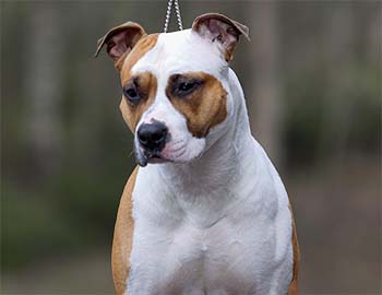 amerikanstaffordshirenterrieri