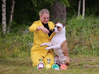amerikanstaffordshirenterrieri